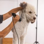Wahl MAX50+ 1251‑0470 – Επαγγελματική Κουρευτική Μηχανή Ρεύματος για Κατοικίδια με Brushless Μοτέρ 2 Ταχυτήτων - Image 3