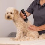 Wahl ARCO PRO 1876‑0472 – Επαναφορτιζόμενη Κουρευτική Μηχανή Κατοικιδίων με Fine Blade 5‑σε‑1 & Διπλή Μπαταρία - Image 3