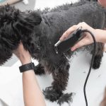 Wahl Rex 1230‑0477 Μαύρη Κουρευτική Μηχανή Κατοικιδίων - Image 3