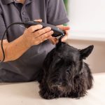 Wahl Rex 1230‑0477 Μαύρη Κουρευτική Μηχανή Κατοικιδίων - Image 5