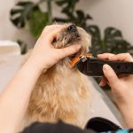 WAHL Multi‑Cut – Επαγγελματική Κουρευτική Μηχανή Ρεύματος για Κατοικίδια (Made in USA) - Image 4