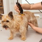 WAHL Multi‑Cut – Επαγγελματική Κουρευτική Μηχανή Ρεύματος για Κατοικίδια (Made in USA) - Image 5